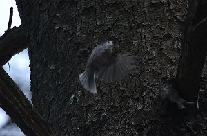 Titmouse, Tufted, 2018-04270685 Chauncy Lake and CMRCM Aif Field area, MA